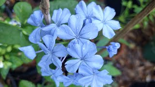 My Blue Plumbago Plant or Cape LeadwortImelda Ingram USA [upl. by Ietta]