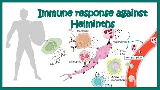 Immune response against worms helminths [upl. by Landri555]