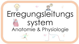 Erregungsleitungssystem des Herzens  Physiologie  Aktionspotential Sinusknoten Arbeitsmyokard [upl. by Nylissej541]