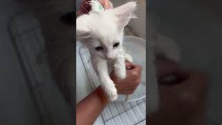 Flea baths are important in rescue shortvideo kitten catlover rescue cuteanimals cute  kitty [upl. by Monaco]