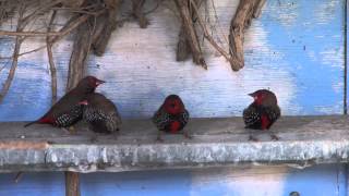 Painted Emblema Finches  BirdSpyAus [upl. by Dulce]