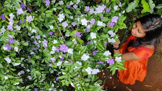 Brunfelsia pauciflora flowering tip malayalam Easy to make new seedlings from a plant [upl. by Eva]