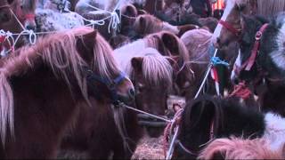 Paardenmarkt Goor  2012 [upl. by Juster]