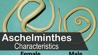 Aschelminthes characteristics animal kingdom  UPSC zoology optional [upl. by Eannej]