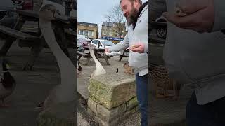 walk round hollingworth lake feeding ducks Swans and geese [upl. by Aihtibat]