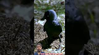 Kager kando😱😱 new tranding ant vairal shortvideo reels [upl. by Stanford68]