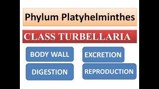 Class Turbellaria Body wallDigestionExcretion and Reproduction  Phylum Platyhelminthes [upl. by Seligmann]