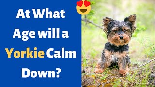 At What Age will a Yorkie Calm Down [upl. by Tonia]