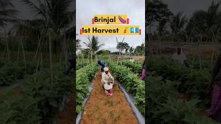 Brinjal first Harvest 🍆🤑💰 agriculture farming farmer brinjal crops FarmFactsTamil 🌾🌾🌾 [upl. by Ardnosac]