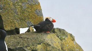 Birding Alaskas St Paul Island PUFFINS Auklets and Murres Oh My [upl. by Einnep89]