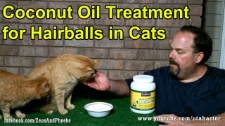 Natural Hairball Remedy Treatment for Cats [upl. by Rani]