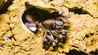 Trapdoor Spider Seizes Insect  The Dark Natures Nighttime World  BBC Earth [upl. by Scully]