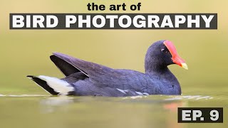 Darken those pupils The Art of Bird Photography Episode 9 [upl. by Aissatan402]