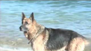 Yorkie Attacks Big Dog Worlds Biggest German Shepherd [upl. by Ellienad349]