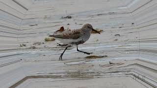 Dunlin Bird Flock Visit Ventry Co Kerry [upl. by Julissa]