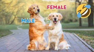 Funny Differences Between Female And Male DOGS [upl. by Ayotel]