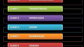 Enzimas Clasificación [upl. by Essa]