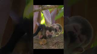 Two Cute Squirrel Monkeys Cuddling and Sleeping 🐒🐒 [upl. by Iiette215]