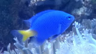 Facts The Yellowtail Blue Damselfish [upl. by Eatton]