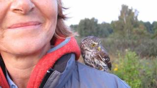 PygmyOwl x2 Glaucidium passerinum [upl. by Anelrihs]