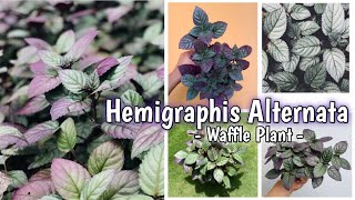 TANAMAN HIAS KEJIBELING  KECIBELING  hemigraphis alternata plant care [upl. by Hajidahk]