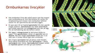 Livscykler hos växter  Biologi 2 100 p [upl. by Etnuhs991]