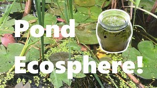 New DIY Ecosphere  DIY Pond Ecosphere [upl. by Anitnegra]