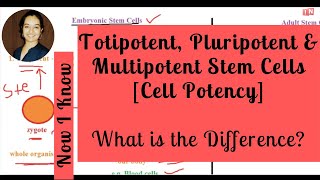 Totipotent Pluripotent amp Multipotent Stem Cells  What is the Difference Cell Potency [upl. by Noah]