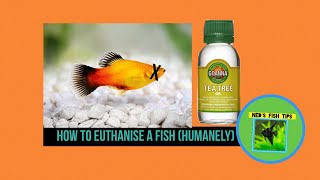 How To Euthanize Fish HUMANELY [upl. by Boor]