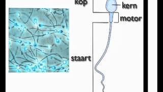 Voortplantingsstelsel van de man biocast [upl. by Chor]