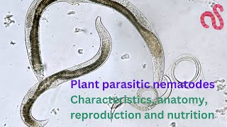 Plant Parasitic Nematodes Morphology Anatomy Reproduction and Life cycle [upl. by Einattirb]