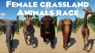 Female Grassland Animals Speed Races in Planet Zoo included Elephant Hippopotamus Buffalo amp etc [upl. by Yesnik]