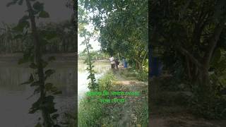 fish fishery farm bangladesh china india goodfoodinthevillage [upl. by Namyl]