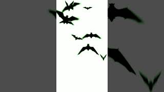 🦇 Bats Aren’t Blind Discover the Truth [upl. by Rolfston545]