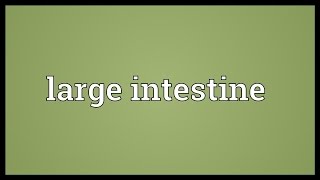 Large intestine Meaning [upl. by Berstine]