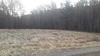 beaglewalkers mix chasin deer GOOD CHASE [upl. by Errised]