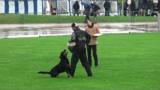 Schutzdienst  Deutsche Meisterschaft Friedhelm Klevenz mit Silvan v H Hohmann [upl. by Maureen]