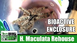 H maculata Bioactive Enclosure and Rehouse [upl. by Opal]