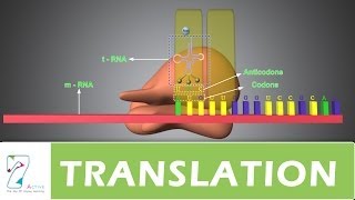 TRANSLATION  PART 01 [upl. by Brindell]