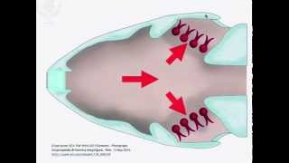 Ventilation and Gas Exchange [upl. by Adgam]