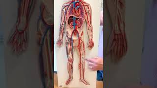 Arterial blood flow from heart to toes [upl. by Cita]