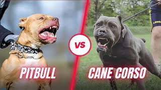 Cane Corso VS Pitbull  Which Is Better [upl. by Yenetruoc]