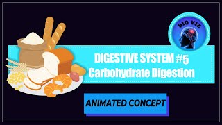 Carbohydrate Digestion Animated Concept  Digestive System 5  Class XI NEET [upl. by Ursulina]