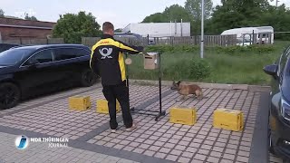 Hundetraining für Postboten in Eisenach [upl. by Rammus]