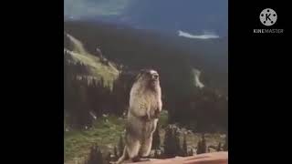 Marmotta che urla Meme 🐿 Fatto da Capra Cornuta [upl. by Odraode]