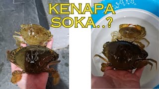 Kenapa OMCRAB Fokusnya Hanya Di Kepiting Soka Saja [upl. by Brothers]