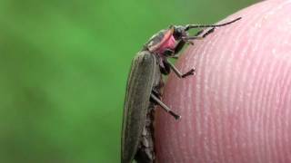 Ellychnia Fireflies Lampyridae Ellychnia corrusca Mating [upl. by Saum619]