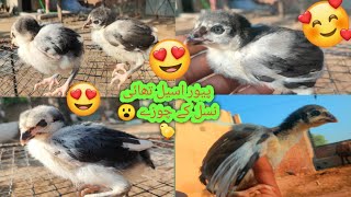 Pure Thai nasl ke Aseel baby chicks Le Aaye Allhumdulilla 🐤❤️By village ma pet house [upl. by Howes]