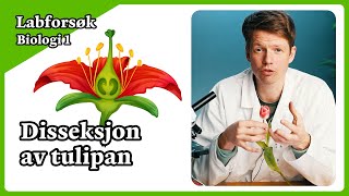 Labforsøk biologi 1  Disseksjon av tulipan [upl. by Alfons]