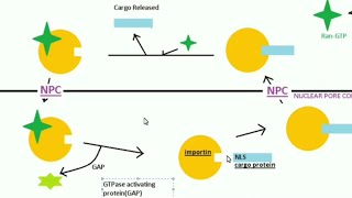 Nuclear import in Hindi  Nuclear transport part1 [upl. by Arva799]